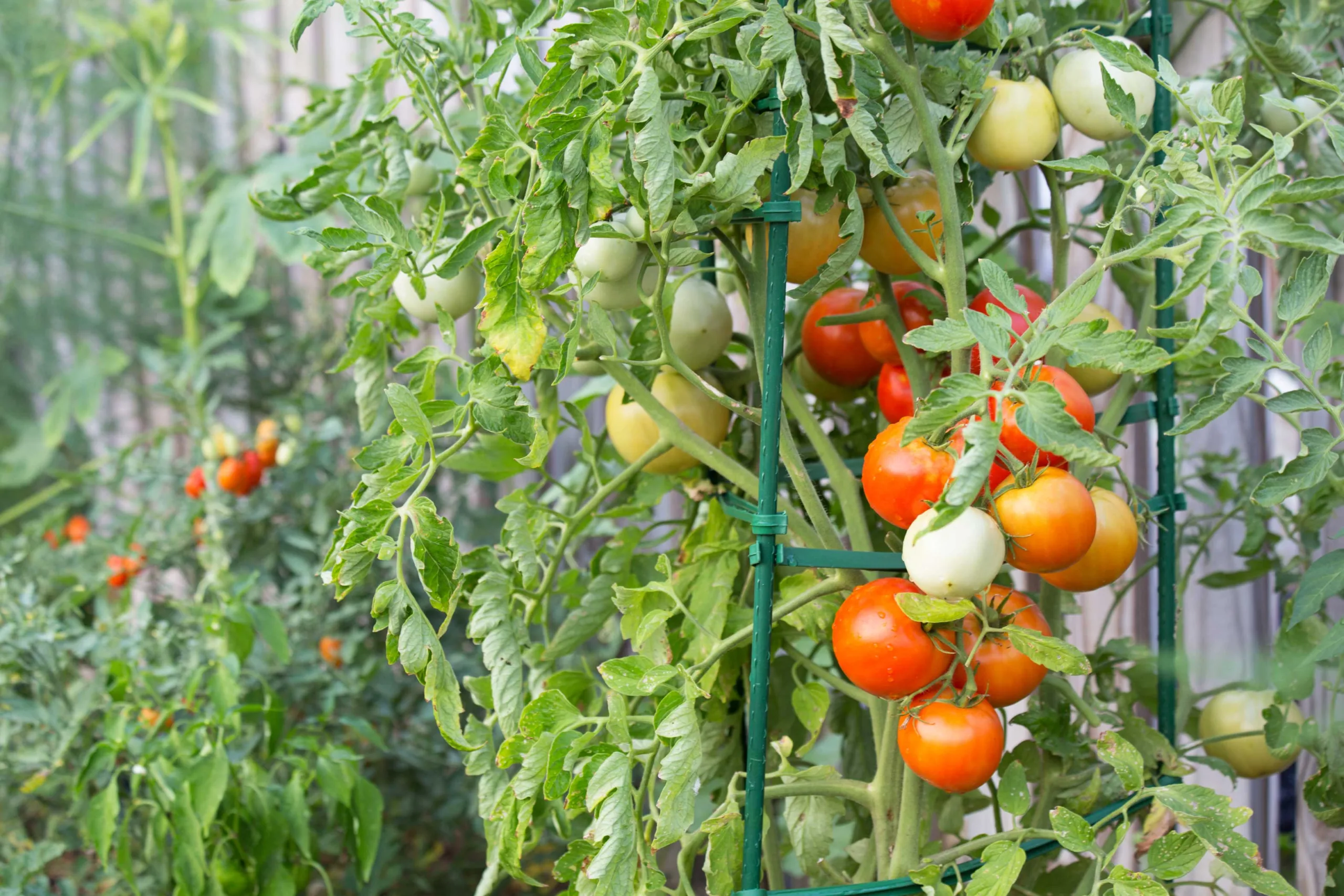 stakes for tomato plants