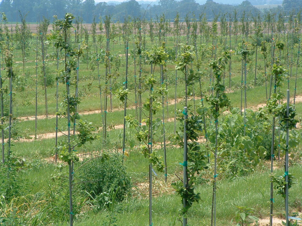 fiberglass tree stakes for sale