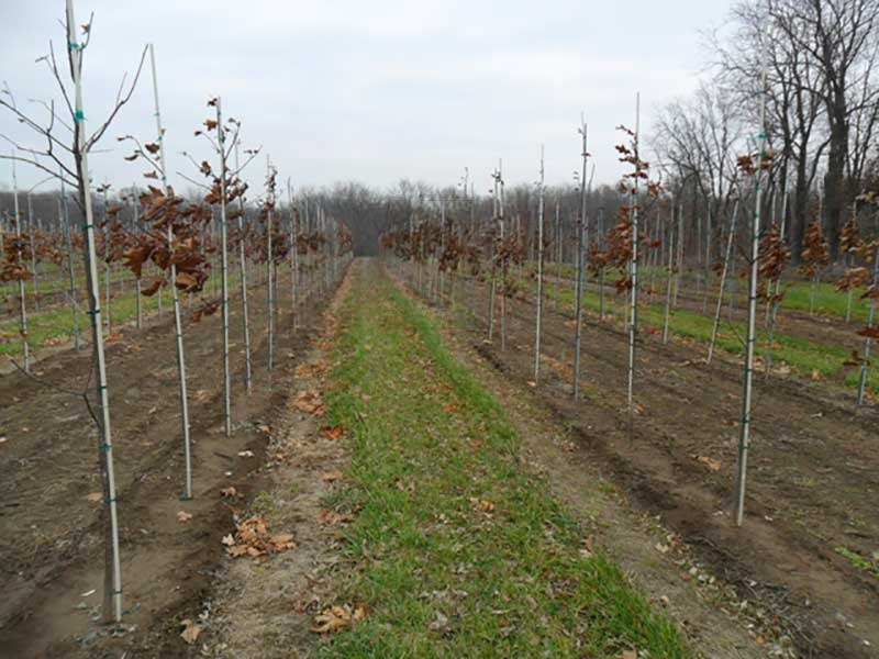 8 fiberglass tree stakes